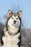 ALASKAN MALAMUTE 060